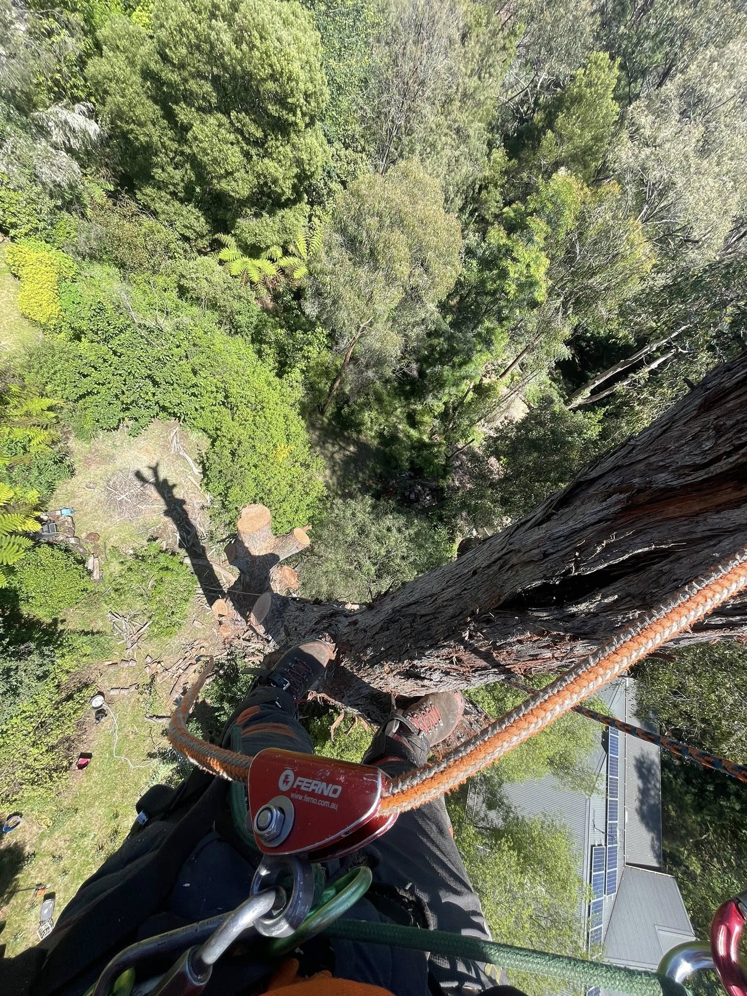Climber high in the canopy during a sectional tree removal